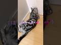 ママの帰宅の嬉しさを全身で表現するお出迎え猫が可愛い過ぎる🥰　　　　　　　　#shorts #お出迎え猫 #おしゃべり猫