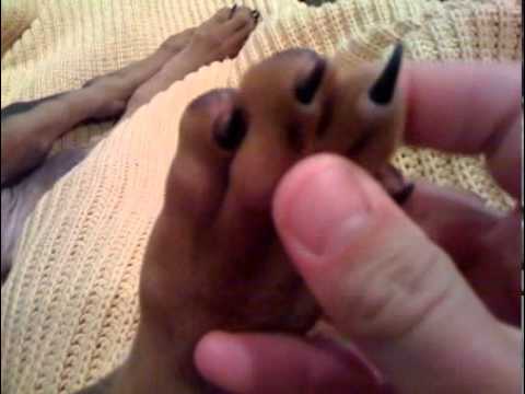 Dobermans Retractable Claws Youtube
