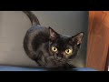 【みみちゃん】子猫ボンベイ★mimi