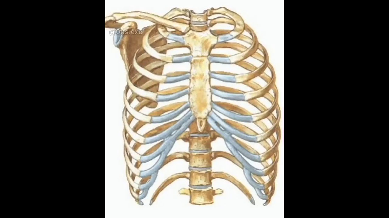 Ребро отдел скелета. Грудина скелет строение. Кости грудной клетки, функции грудной клетки.. Грудная клетка анатомия 10 ребро. Анатомия человека кости скелета грудная клетка.