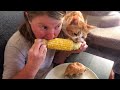 CatтАЩs Greed Sickens Me ЁЯР ЁЯШВ Funny Cats Videos 2025 CatтАЩs Greed Sickens Me ЁЯР ЁЯШВ Funny Cats Videos 2025