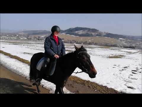 Video: Koně Clipper Vzory A Kdy Je Použít