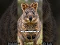 Descubre el paraíso de Rottnest Island