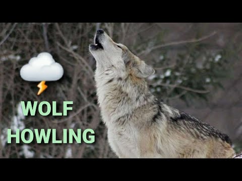 WOLF HOWLING IN THUNDER