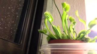 Venus Fly Trap After Feeding On A Lightning Bug