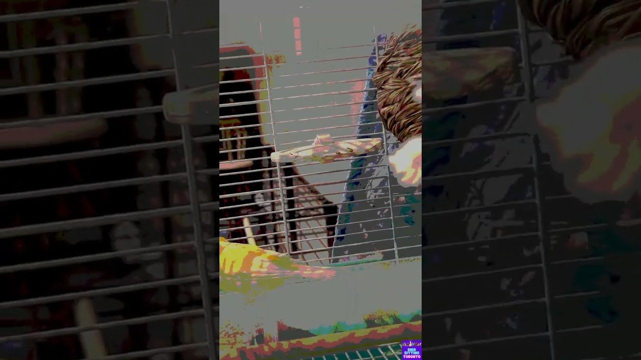 Canary's boarding recap with Bird Sitting Toronto