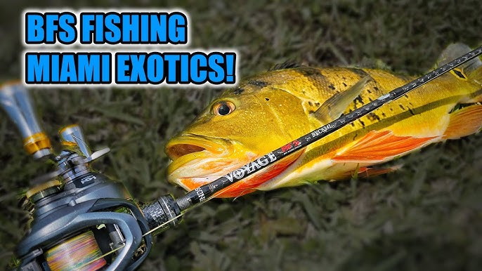 Catching RARE and POWERFUL fish on BFS Fishing Tackle in Florida