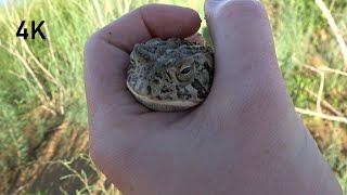 Woodhouse's toad croak (squeak/chirp)  (4K)  (Animal sounds #3)