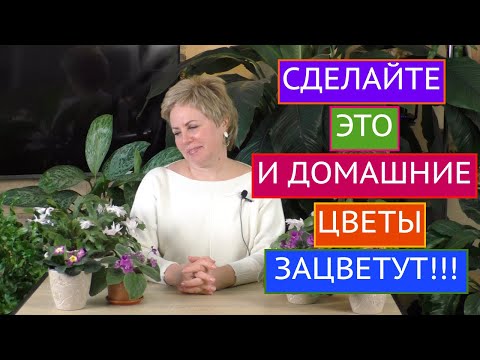 ПОЧЕМУ НЕ ЦВЕТУТ КОМНАТНЫЕ ЦВЕТЫ И ЧТО С ЭТИМ ДЕЛАТЬ!