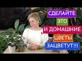 ПОЧЕМУ НЕ ЦВЕТУТ КОМНАТНЫЕ ЦВЕТЫ И ЧТО С ЭТИМ ДЕЛАТЬ!