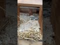 Fresh bedding refresh for the girls #chickencoop #farming #satisfying