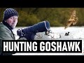 HUNTING GOSHAWK & WHITE TAILED EAGLE | Wildlife Photography vlog