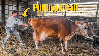 Jersey Cow Gives Birth - Calf Had to be Pulled!