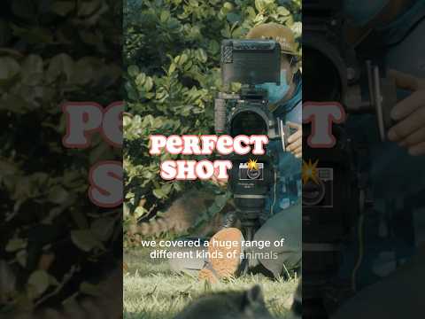 Perfect Shot: Cameraman Getting Stung by Mosquitoes 🦟 for Macro Shots for Wildlife Documentary