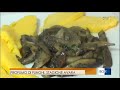 Buongiorno Regione funghi 2017