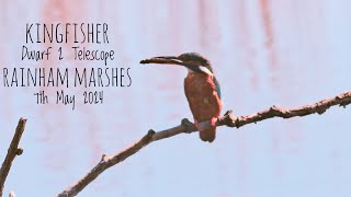 Kingfisher at Rainham Marshes Nature Reserve  7th May 2024