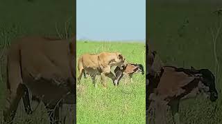 Lion Ambushes a Buffalo Calf in a Dramatic Battle for Survival