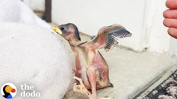 What To Do If You Find A Newborn Baby Bird On The Ground | The Dodo