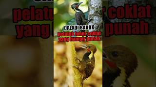 Download Lagu BUFF-NECKED WOODPECKER... THE LEGENDARY WOODPECKER WITH A TRAGIC FATE Download Lagu BUFF-NECKED WOODPECKER... THE LEGENDARY WOODPECKER WITH A TRAGIC FATE