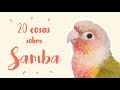 20 cosas sobre SAMBA | PYRRHURA MOLINAE PINEAPPLE | Carácter, picotazos, alimentación,...