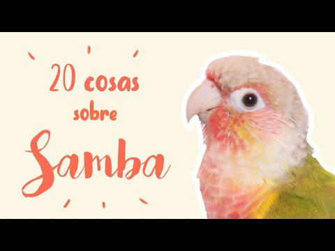 Video: Cómo cuidar un Conure de mejillas verdes