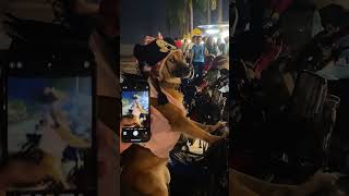 Dog Rides Bike in Tank Top and Mickey Mouse Hat