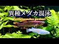 【ベタみたいなメダカ】アフリカ卵生メダカ飼育8ヶ月のリアル【アフィオセミオン】