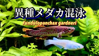 【ベタみたいなメダカ】アフリカ卵生メダカ飼育8ヶ月のリアル【アフィオセミオン】