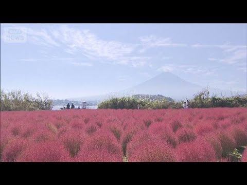 【絶景】富士山をのぞむ湖畔に赤いじゅうたん　河口湖のコキアが見頃(2026年10月10日)