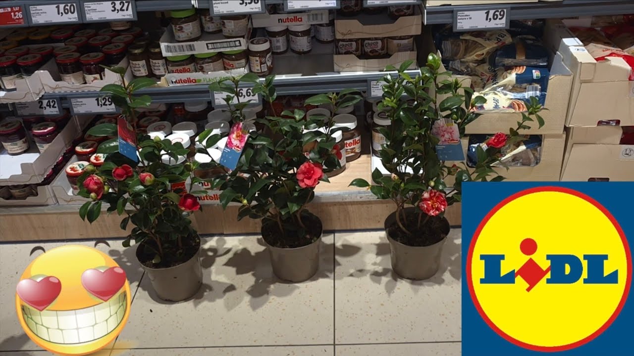 ARRIVAGE LIDL 27 FÉVRIER 2026