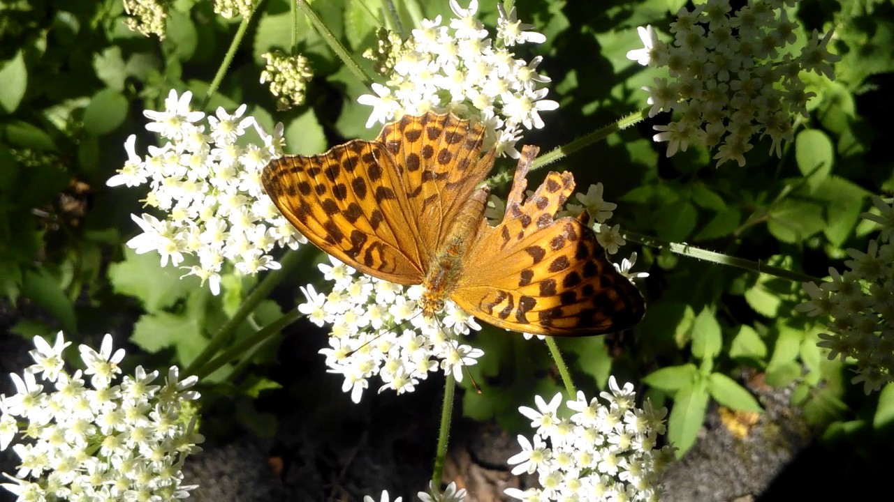 Schmetterling auf einer Blume - Butterfly on a Flower ...