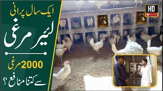 Layer Murgi Poultry Farm, Best Eggs Farming, Layer Hen Poultry Business Ketna Manafa Baksh hai
