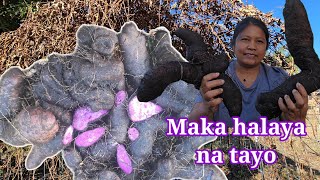 Download Lagu Bunga at Laman ng Ube | Harvest today MP3