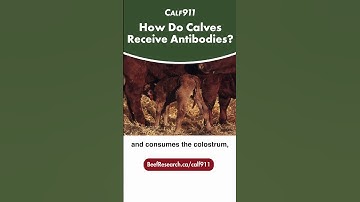 How do beef calves receive immunity?  #beefcattle #calf911 #calvingseason #calving