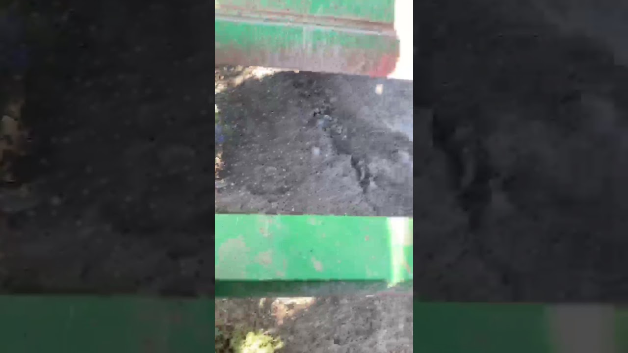 Grizzly Bear in Trap