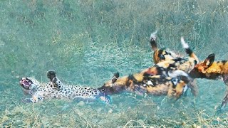 Wild Dogs Get Revenge on Leopard that Caught a Puppy