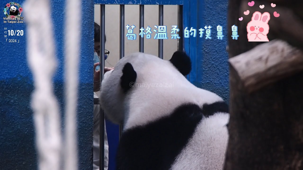 20241020 保育員新葛格溫柔摸圓寶鼻頭，邊親餵點心，下課後圓寶還跳起來追看葛格  The Giant Panda Yuan Bao