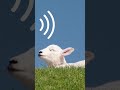 Lamb Baby Sheep Animalsounds Soundeffects 