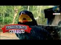 Tengkek Buto Gacor Ngekek Panjang Tanpa Jedapanjang Untuk Masteran Mp3 - Mp4 Download