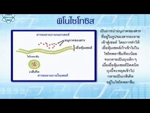 พิโนไซโทซิส วิทยาศาสตร์ ม.4-6 (ชีวะ)