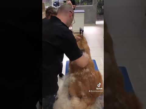 Vídeo: 9 dicas para escolher um groomer Dog Confiável