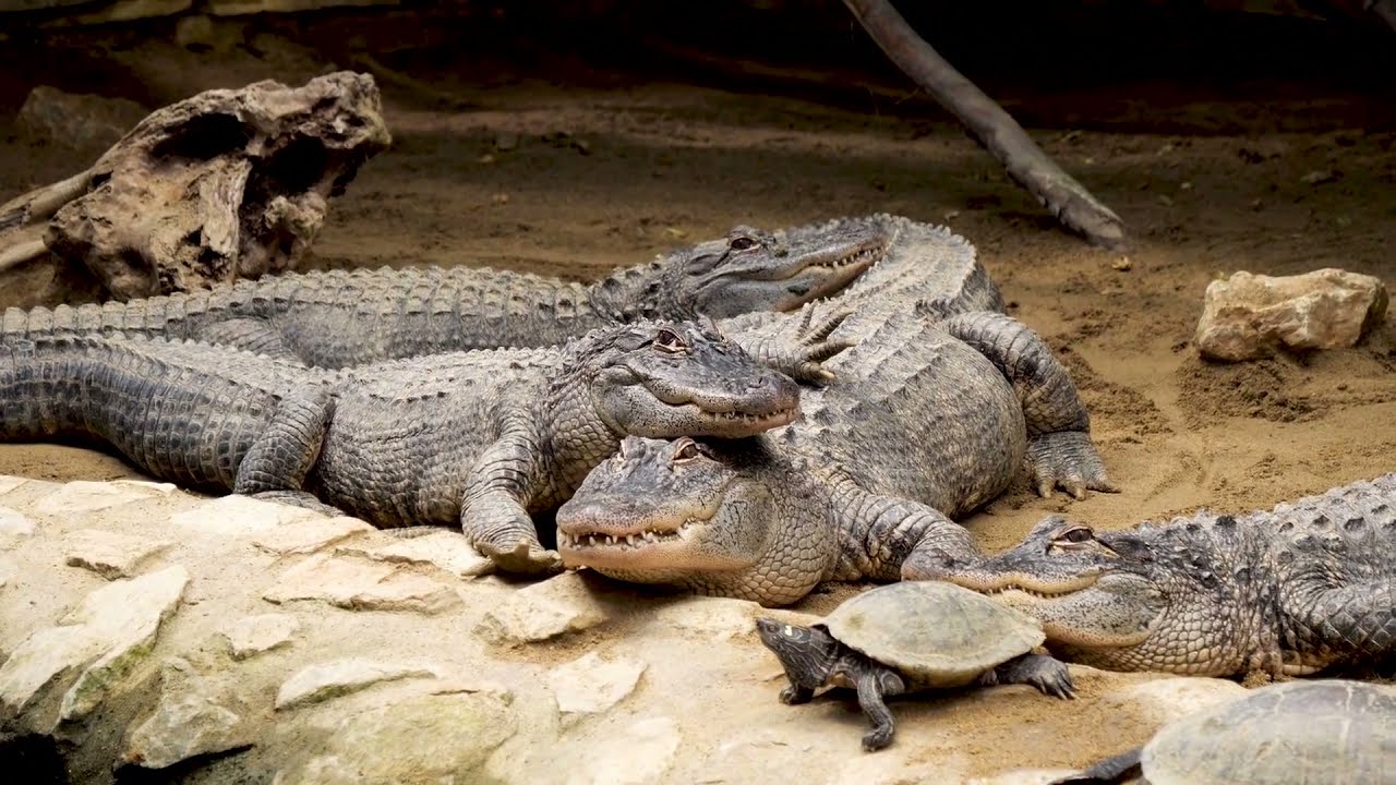 Relaxation Music - Alligator