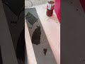 pengaplikasian lem pada hpl