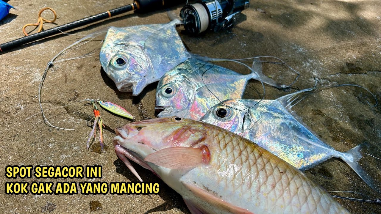 DAPAT IKAN LEZAT || Mancing di spot wisata pantai mutiara Trenggalek