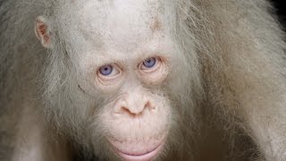 Albino Orangutan  Rare Species