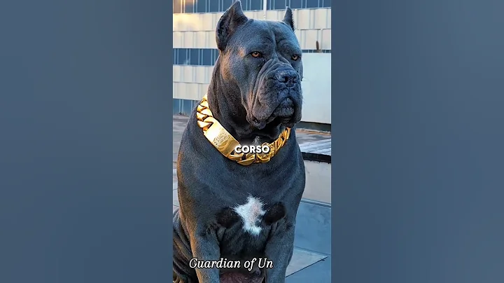 The 3 dog breeds with the strongest bites #kangal #dogoargentino #canecorso