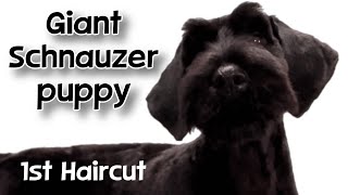 Giant Schnauzer Puppy&#39;s 1st hairtcut! Dog grooming in Tampa (Carrollwood/Northdale) area.