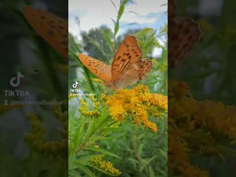 جورج وسوف صباح الفل ع العشاق 