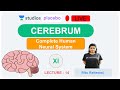 L14: Cerebrum | Human Neural System (Pre-medical-NEET/AIIMS) | Ritu Rattewal
