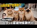 玩具虎貓？金漸層？連吃台中11家寵物餐廳評比！許伯心中冠軍？【許伯簡芝】
